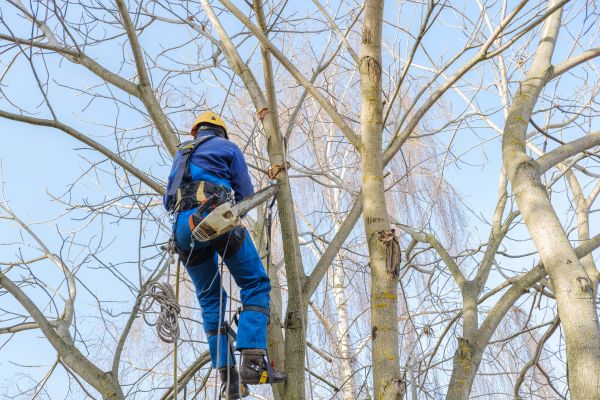 Cost of Large Tree Trimming in Alexandria