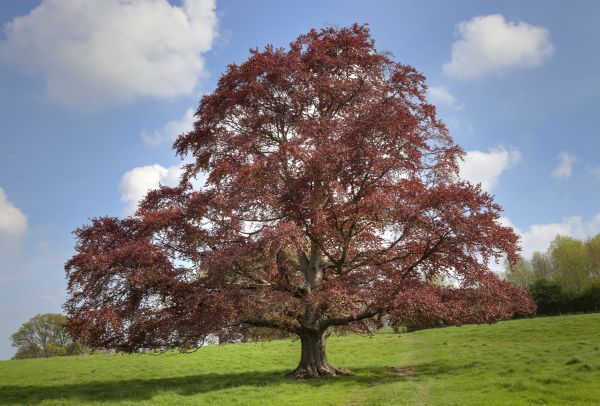 Cost of Beech Tree Pruning in Alexandria