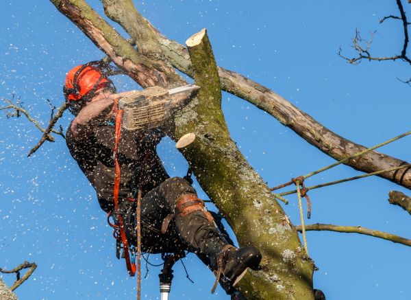 Tree Trimming Service in Alexandria