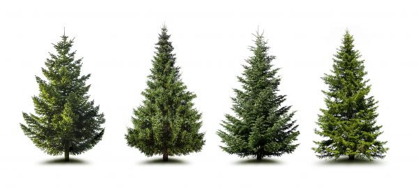 Cost of Pine Tree Trimming in Alexandria