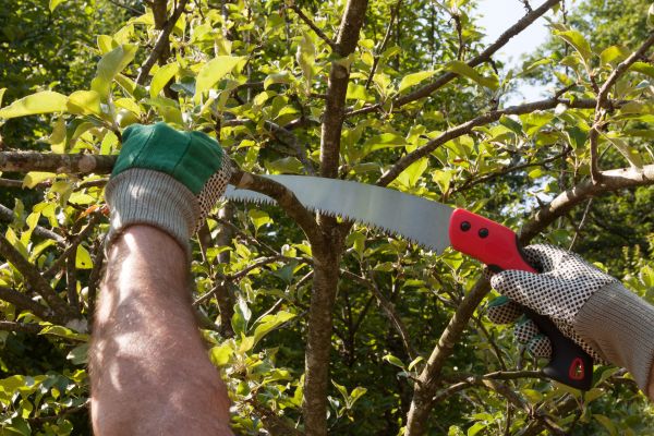 Apple Tree Trimming in Alexandria